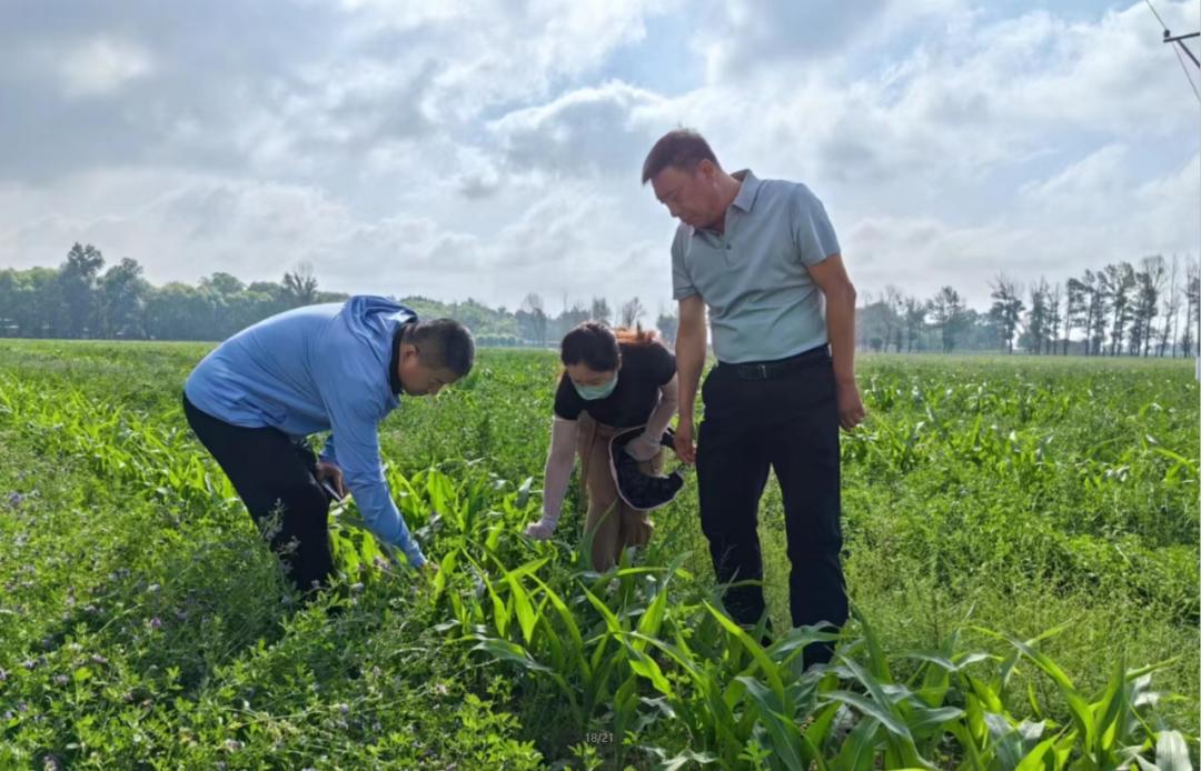 小草最新破解版探讨，违法犯罪警示