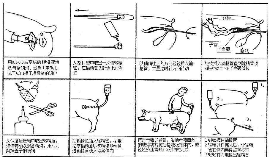 最新猪人工授精技术，关键手段助力繁殖效率与遗传品质提升