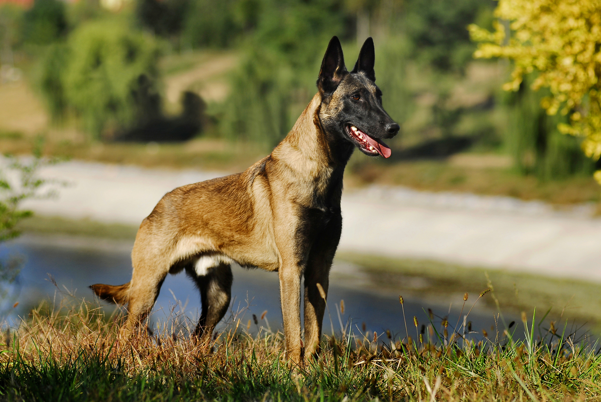 最新马犬品种特点、培育方法及应用领域解析