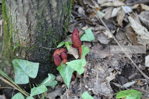 万源市花楼乡最新消息全面解析