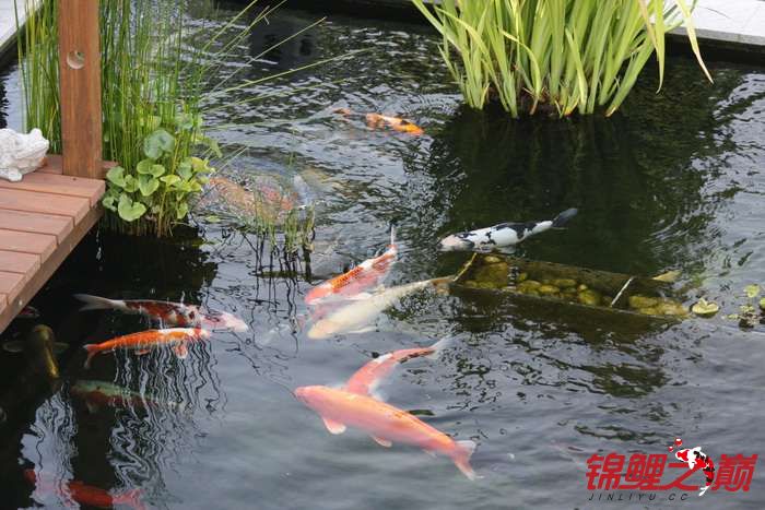 锦鲤池下载，数字世界的宝藏探索平台