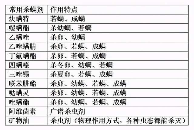 2004新奥精准资料免费提供,高效性实施计划解析_5DM29.131