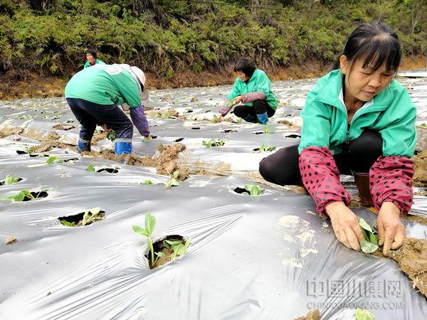 寨河村委会新项目启动，乡村振兴新篇章开启