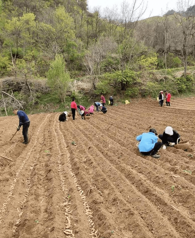 磁县农业农村局新项目推动农业现代化，乡村振兴再添新动力